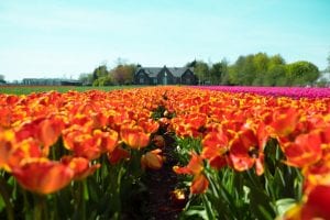 Tulips in the Netherlands - Independent Expat Finance